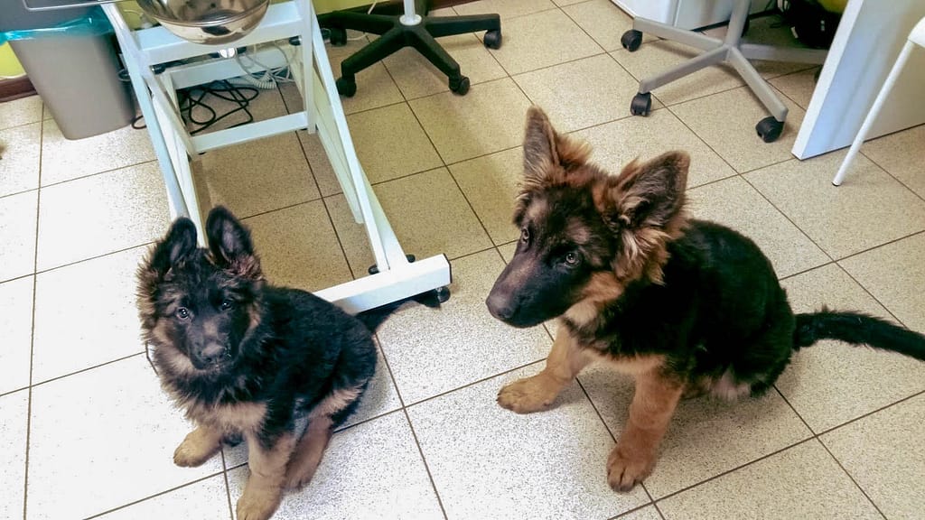 W parze raźniej ⋆ Gabinet Weterynaryjny OSTOJA w Zawoni