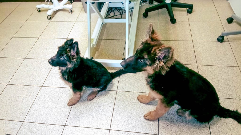 W parze raźniej ⋆ Gabinet Weterynaryjny OSTOJA w Zawoni