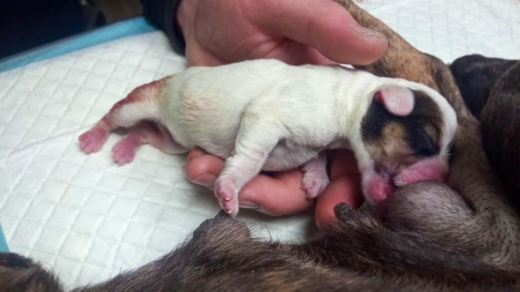 Jedynaczka ⋆ Gabinet Weterynaryjny OSTOJA w Zawoni