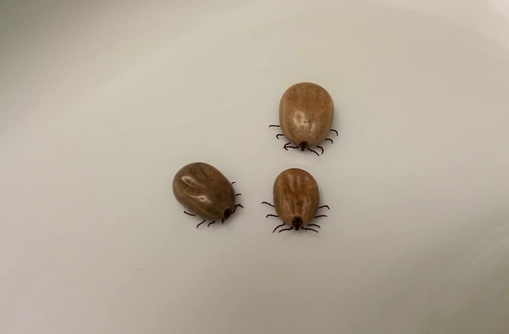 Kleszcze szaleją ⋆ Gabinet Weterynaryjny OSTOJA w Zawoni