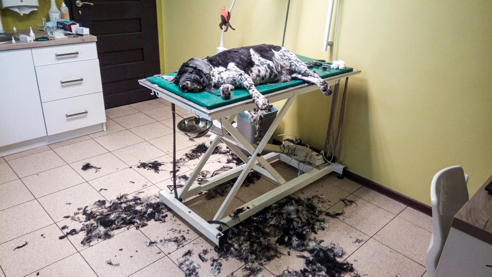 Spokojne lato ⋆ Gabinet Weterynaryjny OSTOJA w Zawoni