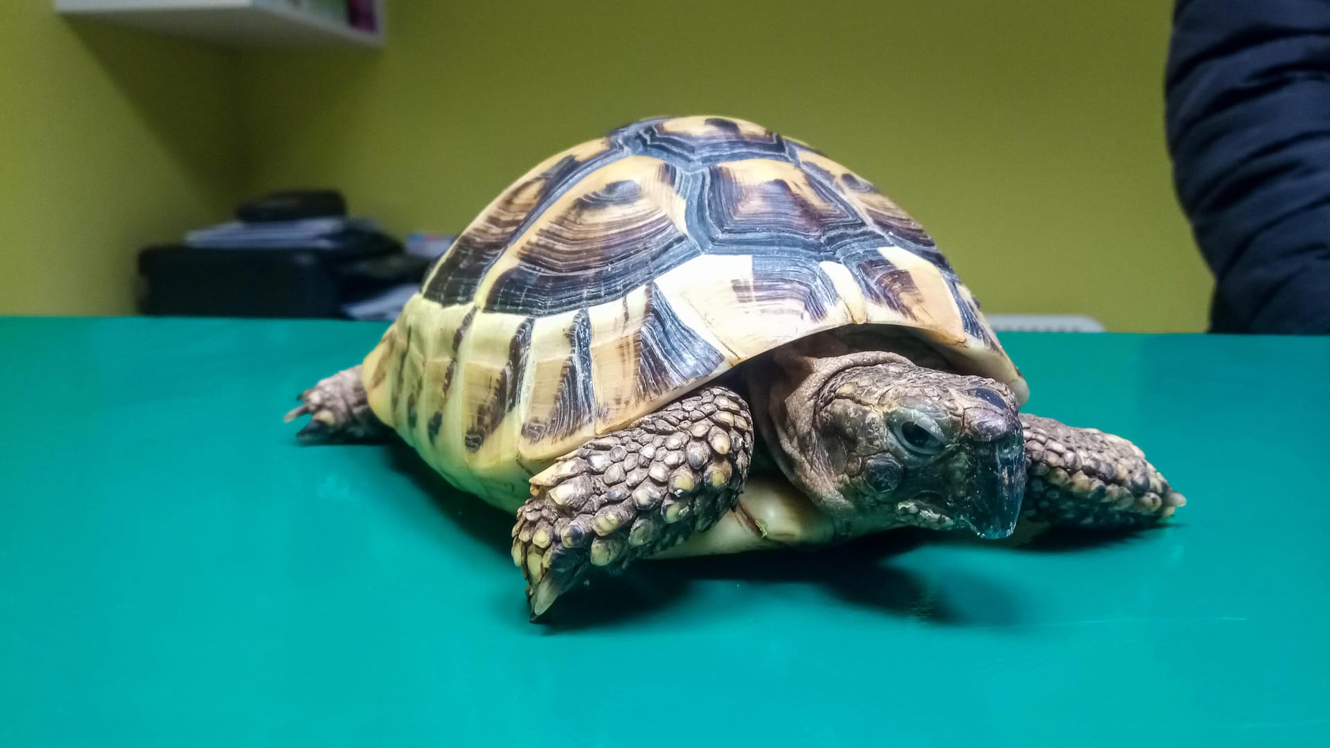 Dzióbek ⋆ Gabinet Weterynaryjny OSTOJA w Zawoni