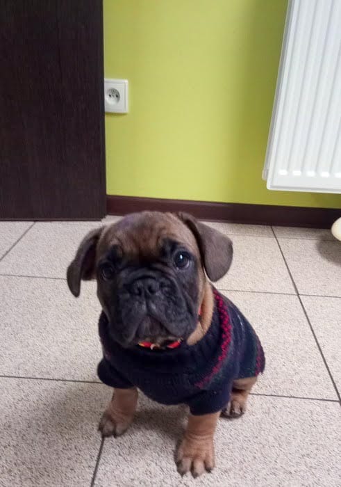 Nowe gwiazdy ⋆ Gabinet Weterynaryjny OSTOJA w Zawoni