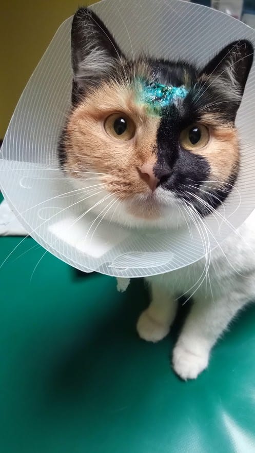 Dzień kota ⋆ Gabinet Weterynaryjny OSTOJA w Zawoni