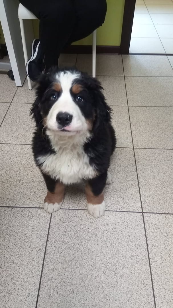 Dzień psa ⋆ Gabinet Weterynaryjny OSTOJA w Zawoni