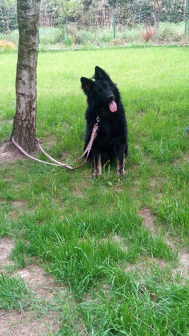 Dzień psa ⋆ Gabinet Weterynaryjny OSTOJA w Zawoni