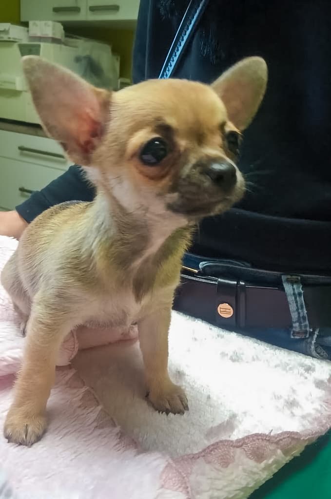 Rekord pobity ⋆ Gabinet Weterynaryjny OSTOJA w Zawoni