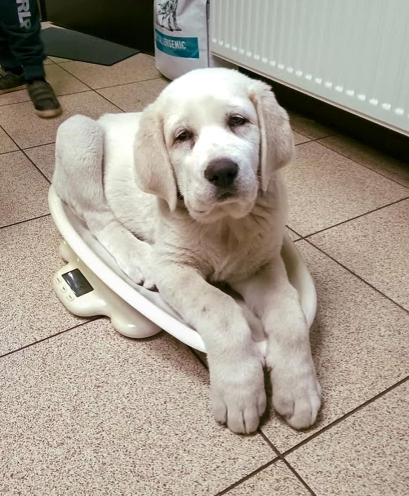 Tylko spać ⋆ Gabinet Weterynaryjny OSTOJA w Zawoni