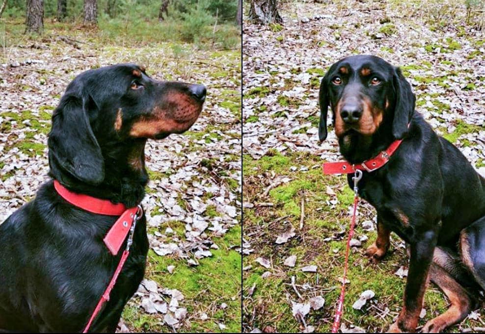 Szukamy nowego domu ⋆ Gabinet Weterynaryjny OSTOJA w Zawoni